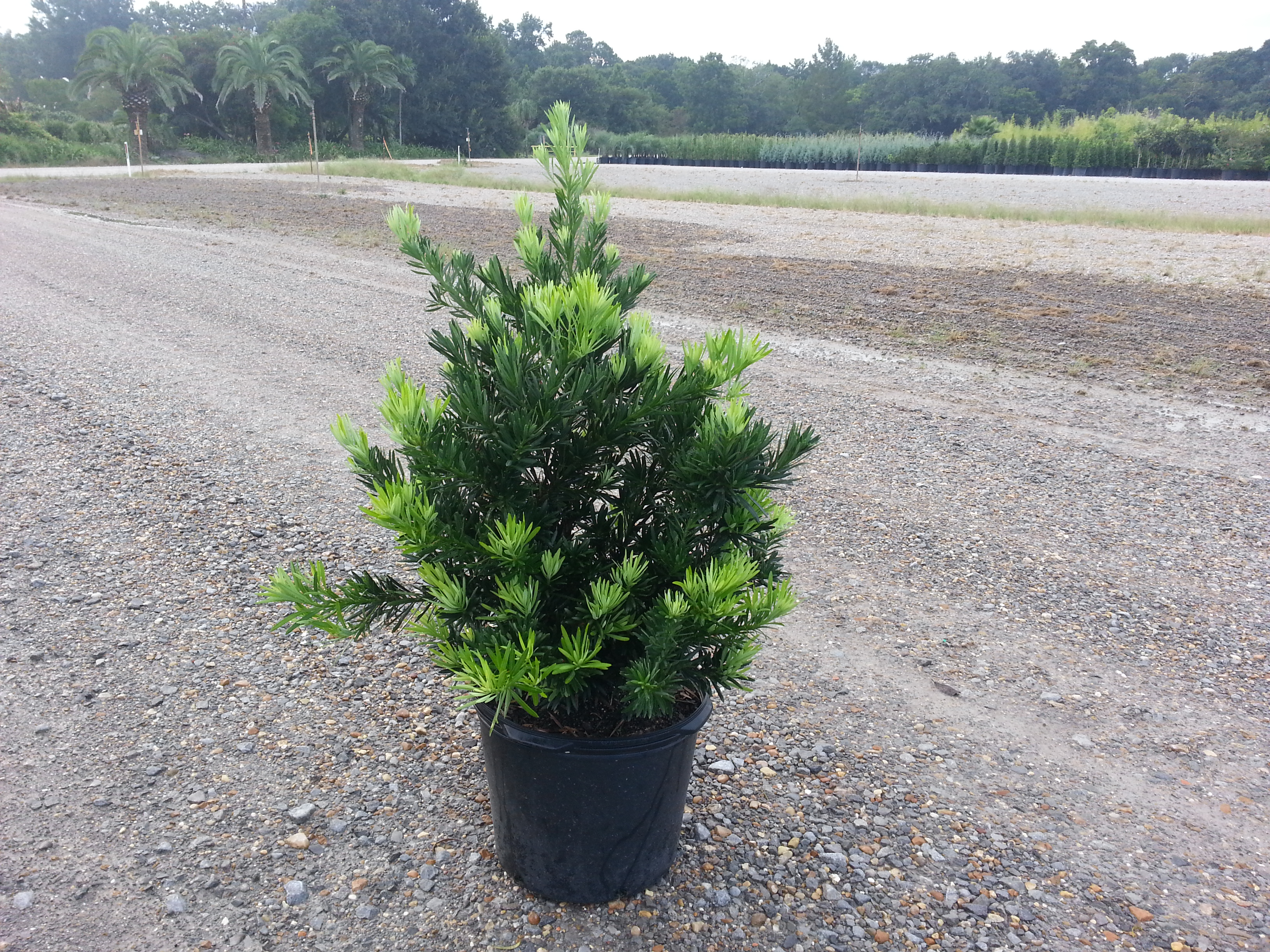 Live Oak Gardens Wholesale Nursery