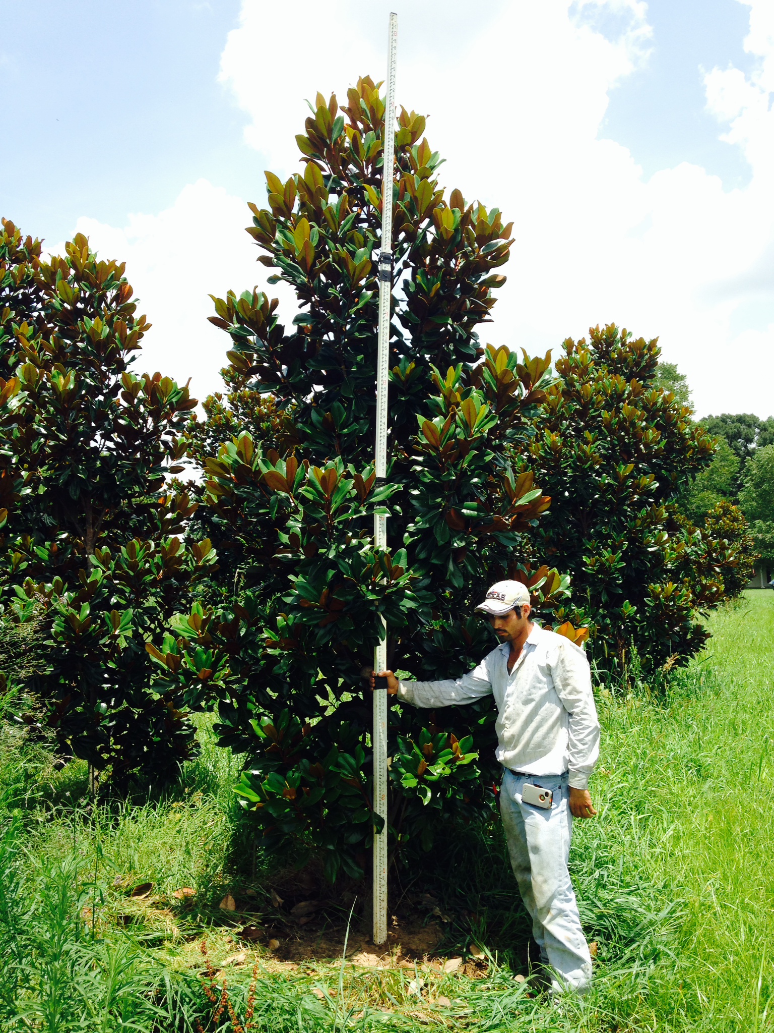 Live Oak Gardens Wholesale Nursery