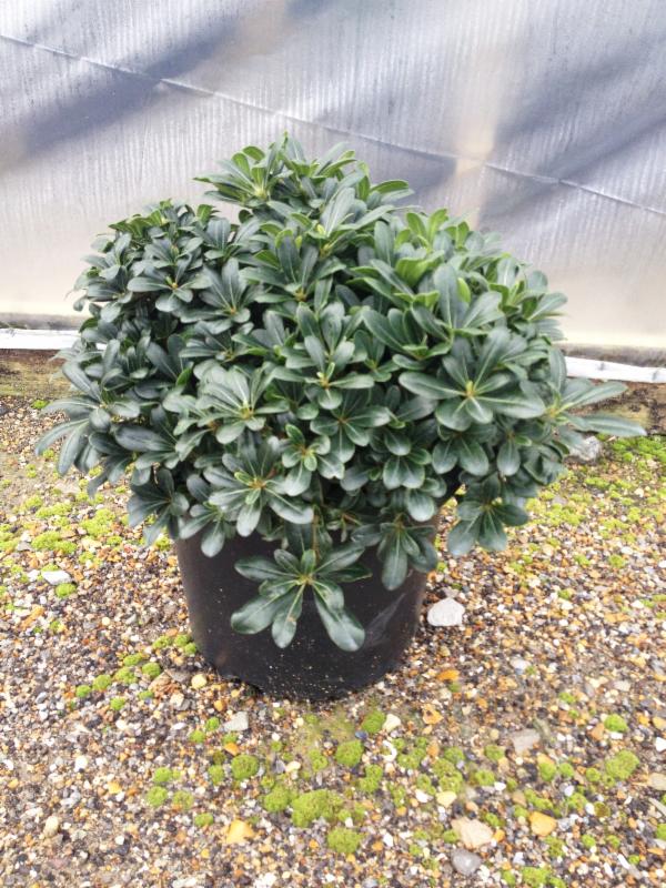 Live Oak Gardens Wholesale Nursery