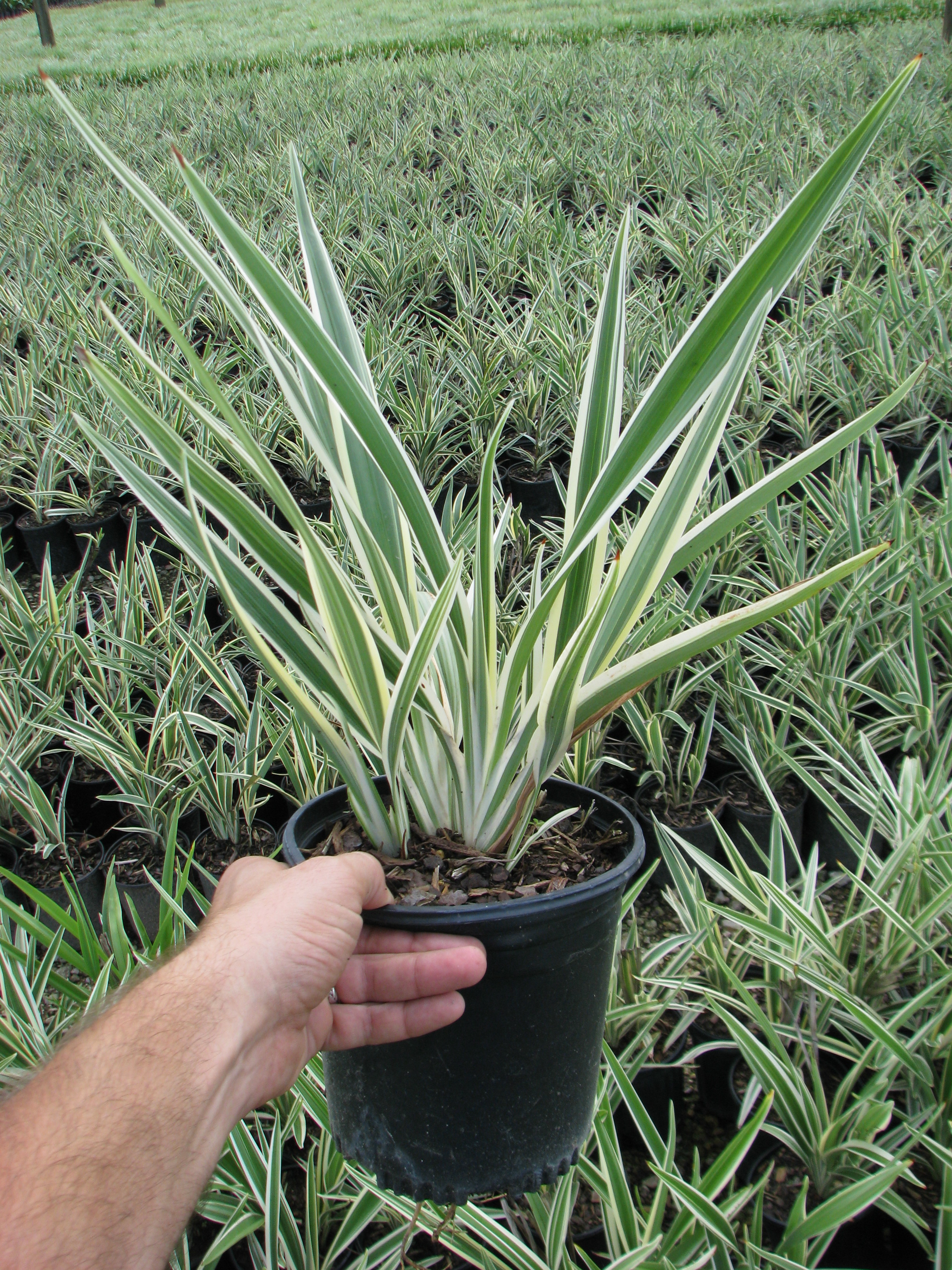 Live Oak Gardens Wholesale Nursery