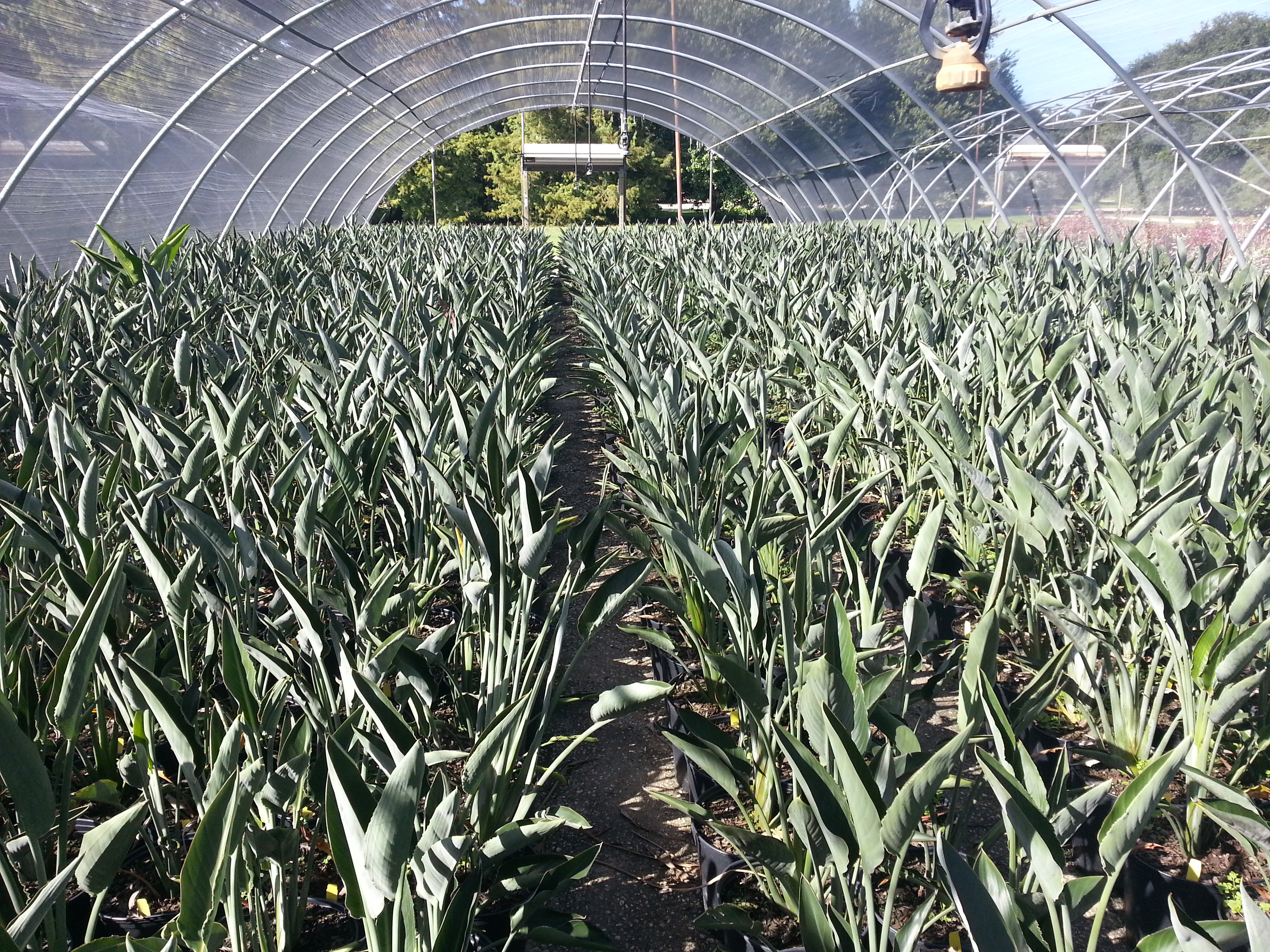 Live Oak Gardens Wholesale Nursery