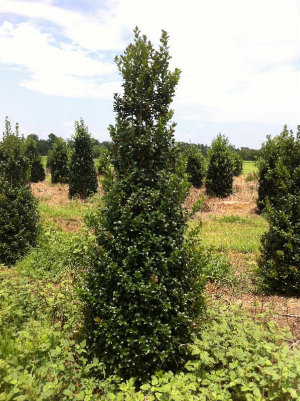 Live Oak Gardens Wholesale Nursery