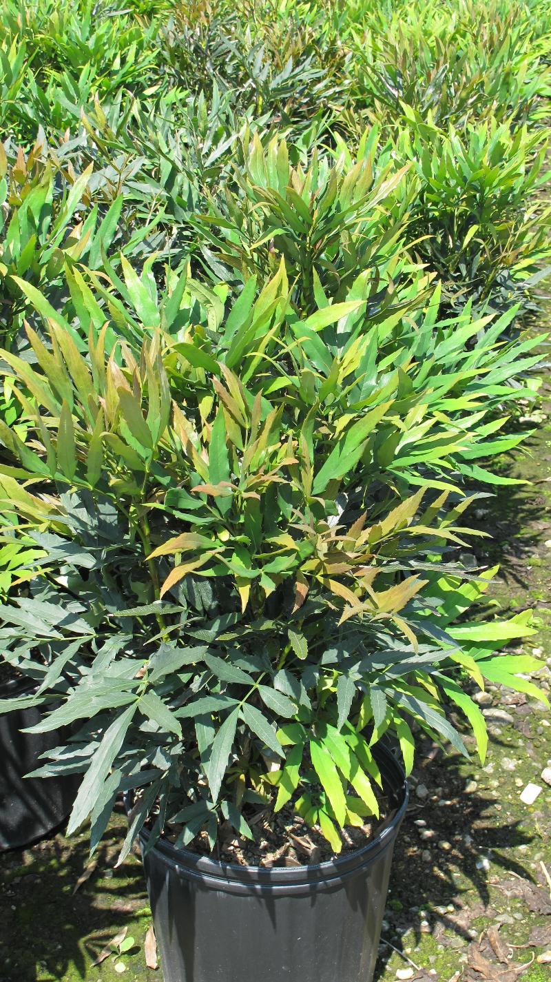 Live Oak Gardens Wholesale Nursery