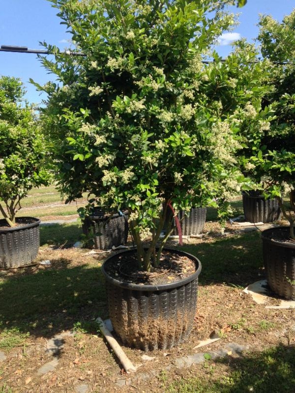 Live Oak Gardens Wholesale Nursery