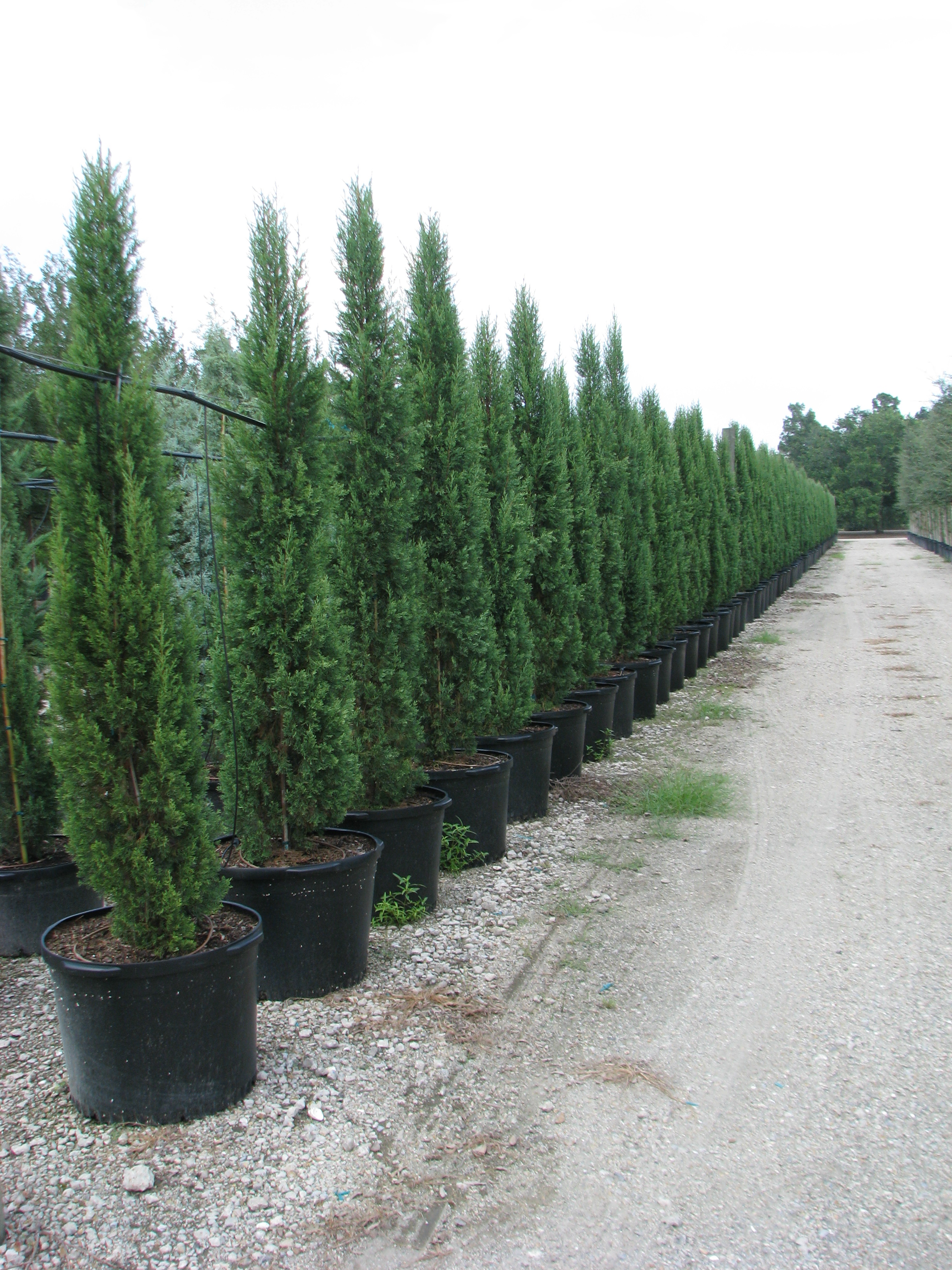 Live Oak Gardens Wholesale Nursery