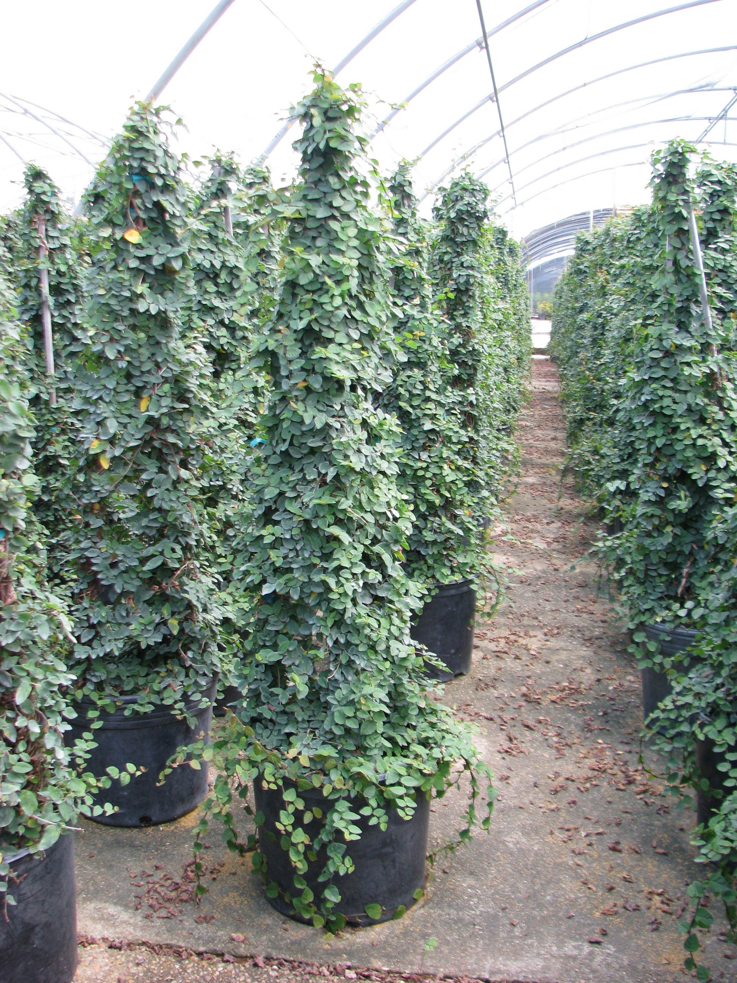 Live Oak Gardens Wholesale Nursery