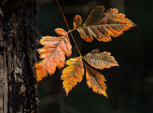 Cluster of autumn leaves in shades of orange, gold, and brown.