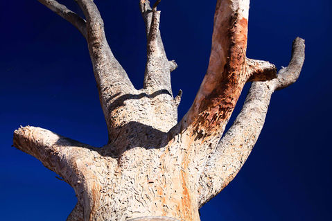 Gnarled tree trunk against deep blue sky