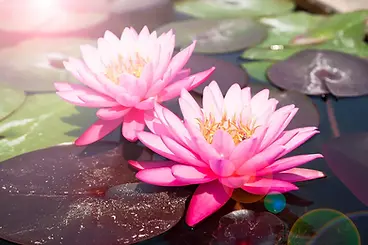 meditación okok.webp