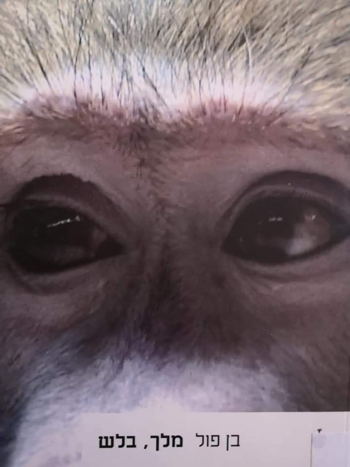 בן פול - מלך, בלש