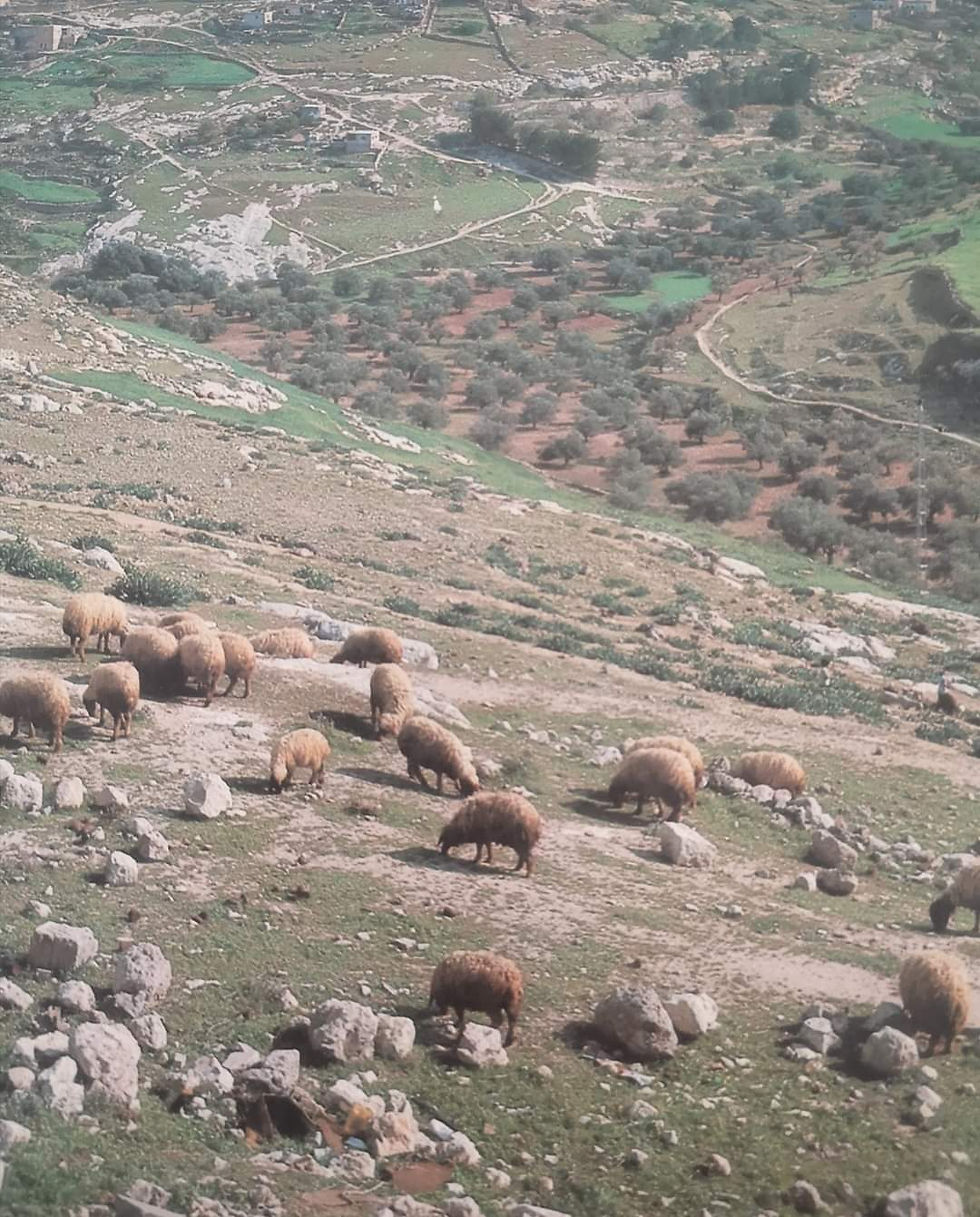 תמונה ממוזערת: משה דיין - לחיות עם התנך