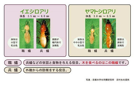 シロアリの種類.jpg