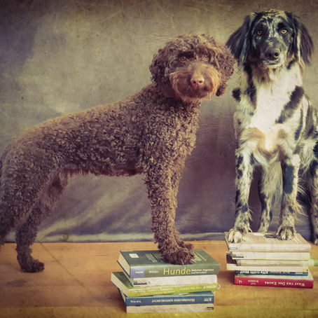 Hundewesen