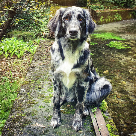 Die Besonderheit der Mensch Hund Beziehung