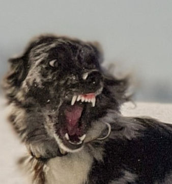 Wenn „Spiel“ nur Dampfablassen ist: Kompensationsverhalten auf der Hundewiese