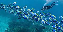 Scuba dive in Serifos