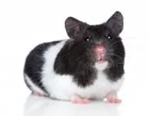 5k timing services near me