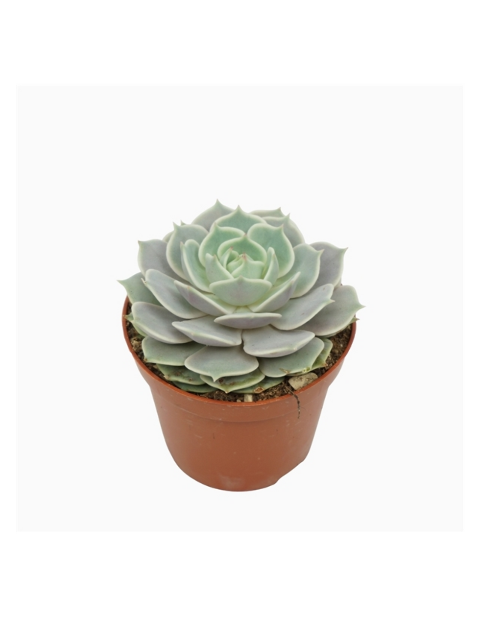 Echeveria
