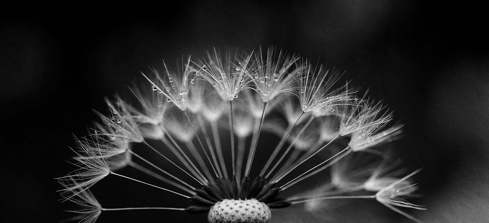dandelion-2938939_1920-(1)bw.jpg