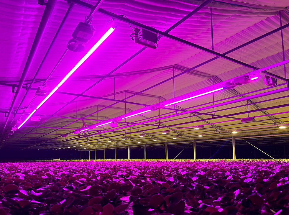 GROWYZONE BİTKİ AYDINLATMASI Full Spectrum 80W 1200mm GRW-ECO-801200-FS-P