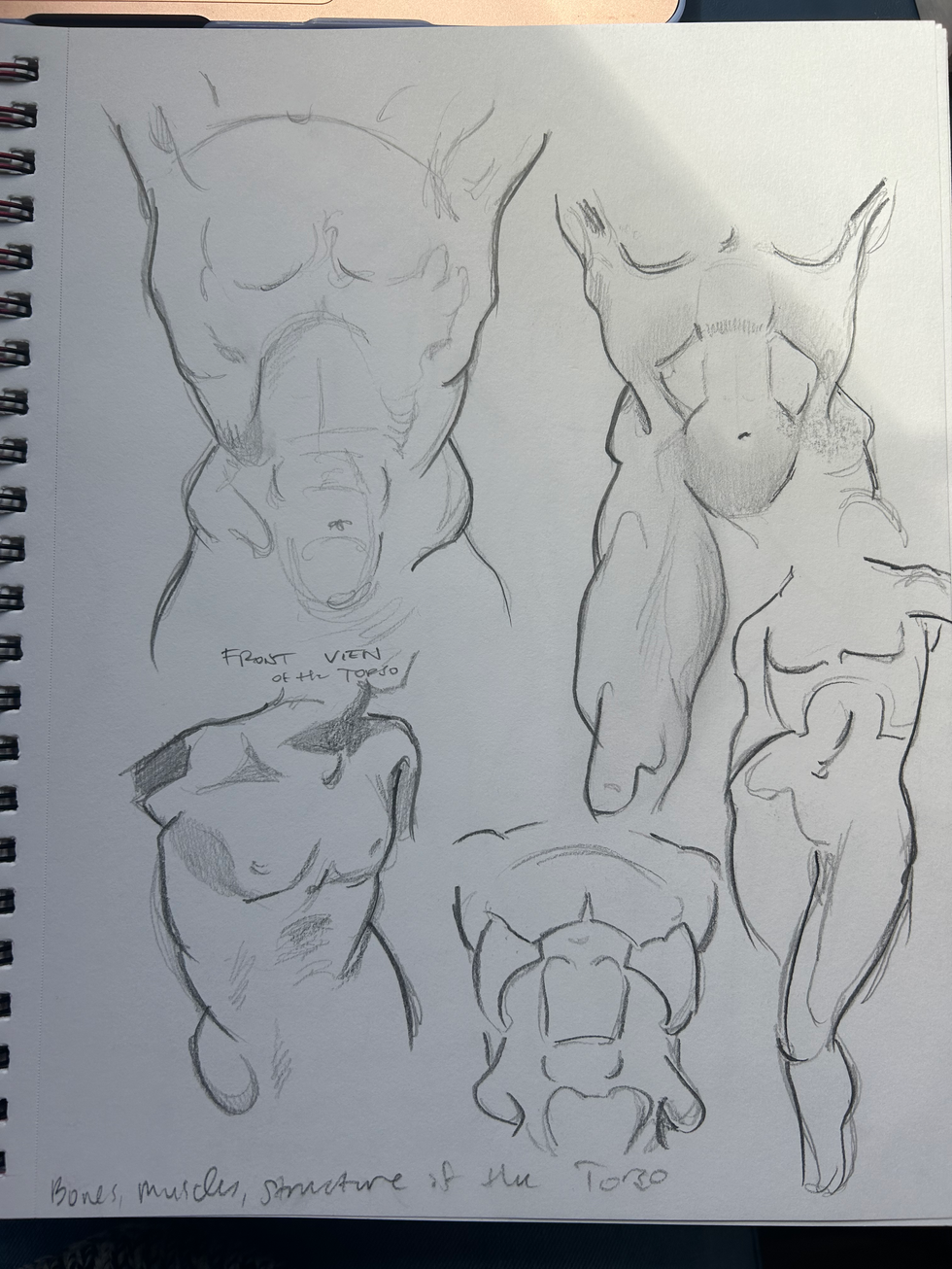 Torsos