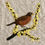 Thumbnail: Robin and Forsythia: In the Garden Series (Digital copy)