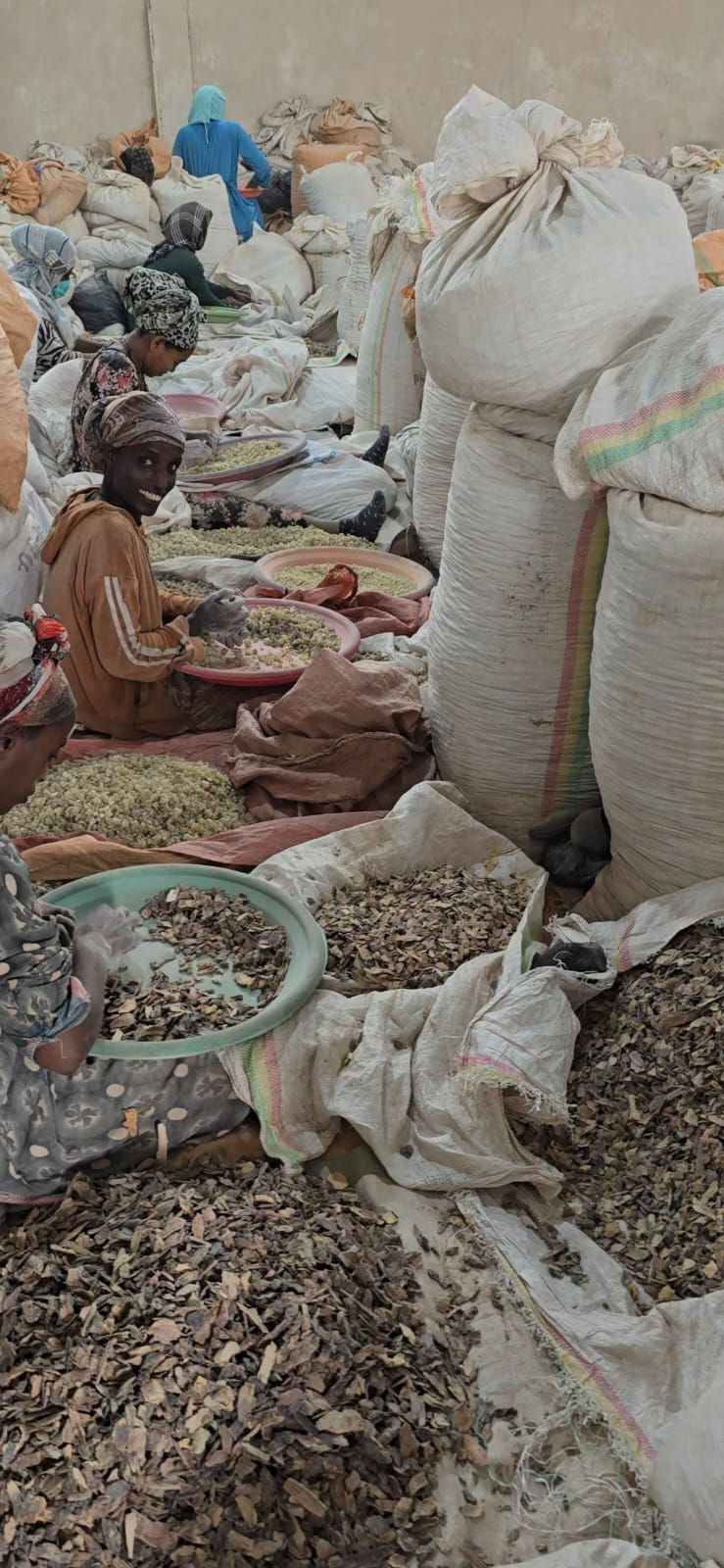 Gum Olibanum Collection