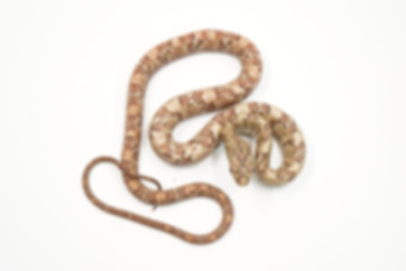 0.1. CBB'24 Guianan Bird Snake (Phrynonax sexcarinatus) - Red Phase