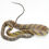Thumbnail: Amazon Puffing Snake - 026