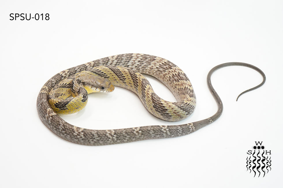 Thumbnail: Amazon Puffing Snake - 018