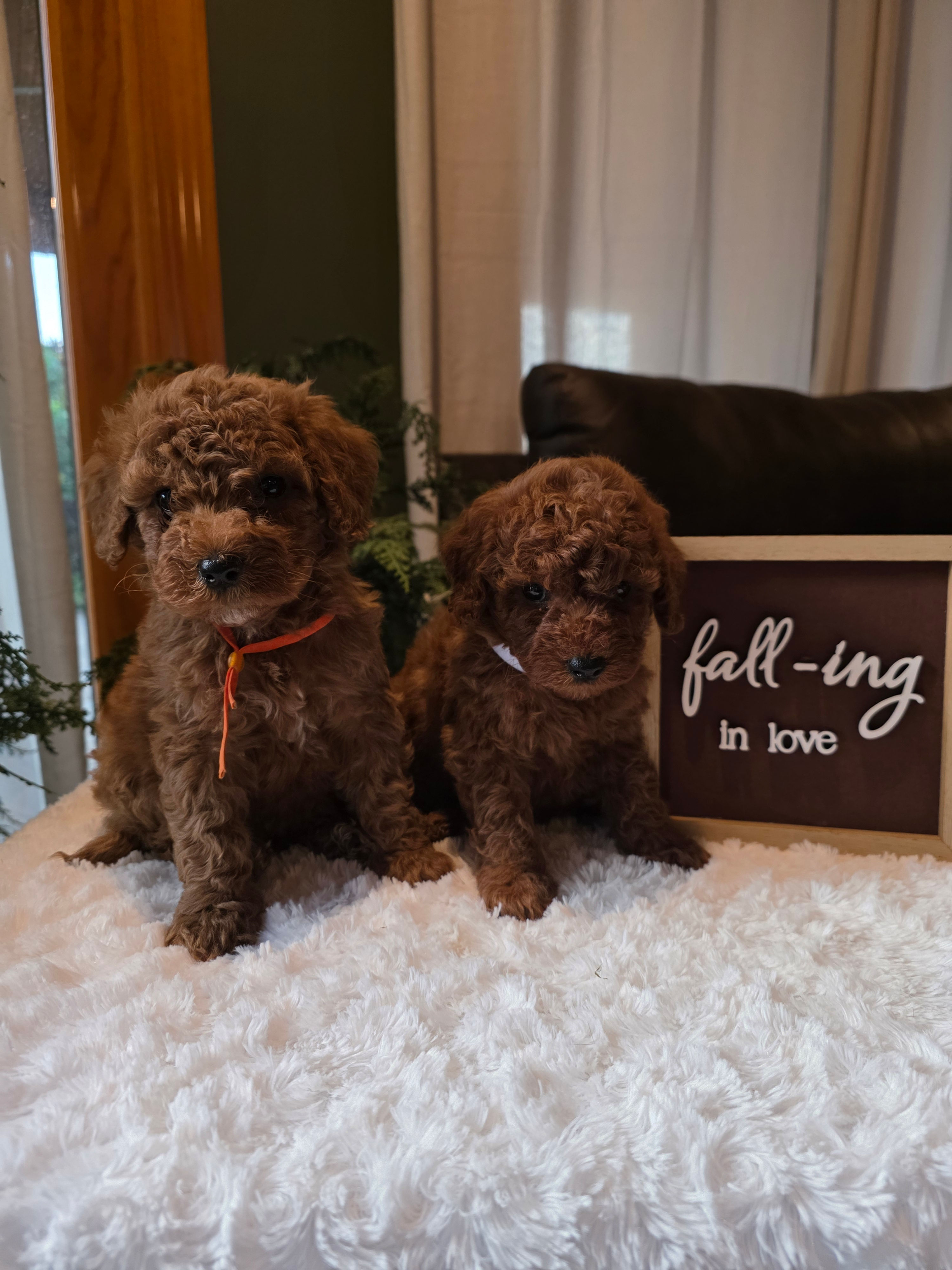 Benny 🍁 Micro Mini Goldendoodle Male