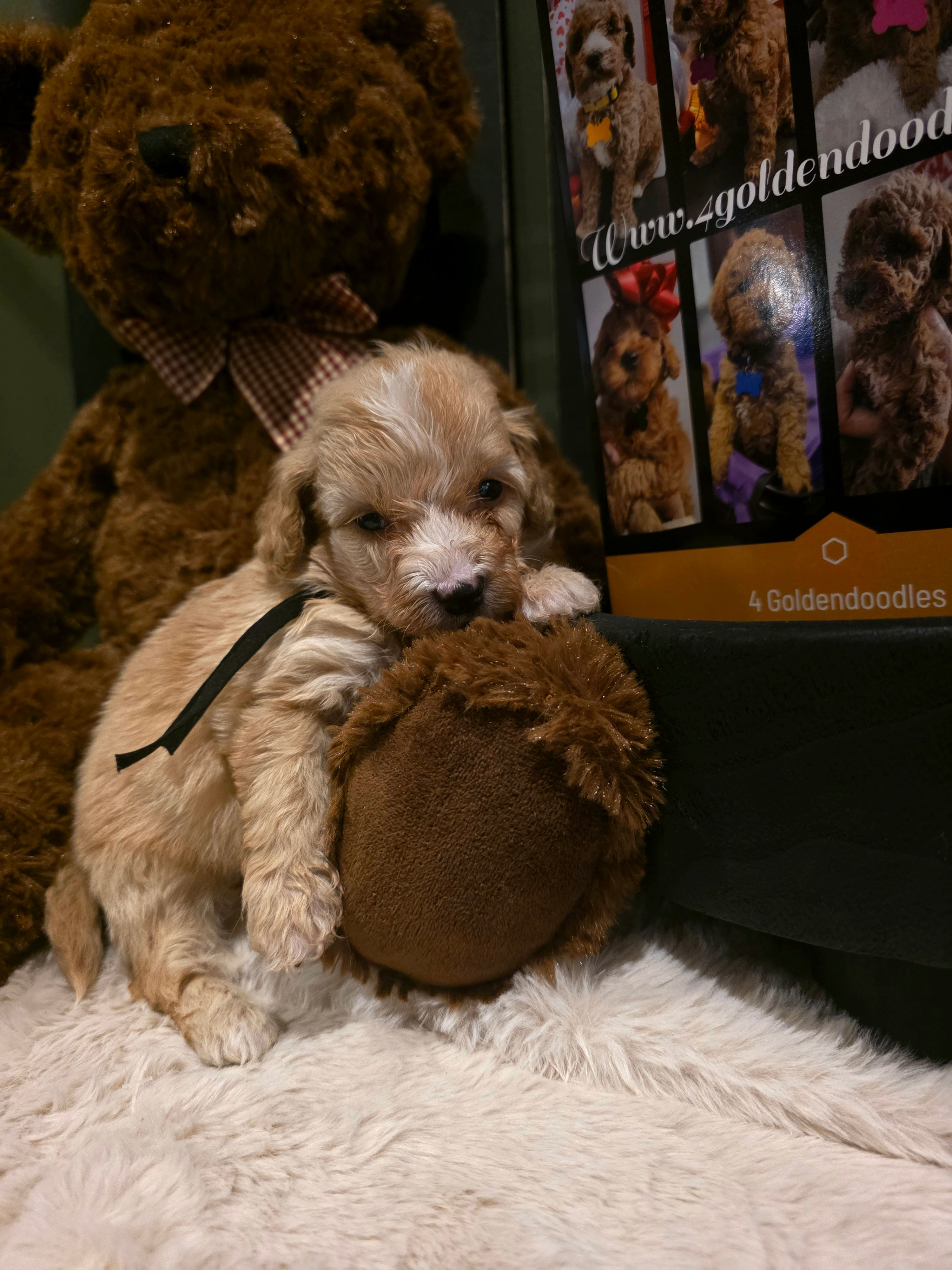 Micro Mini Goldendoodle Black Boy