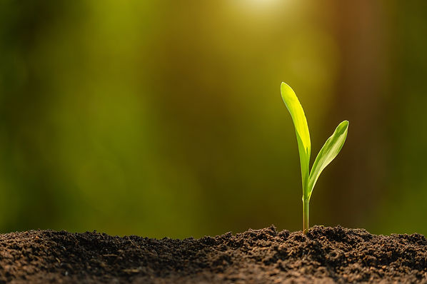 vecteezy_green-sprout-of-corn-tree-growing-in-soil-with-outdoor_6037193.JPG