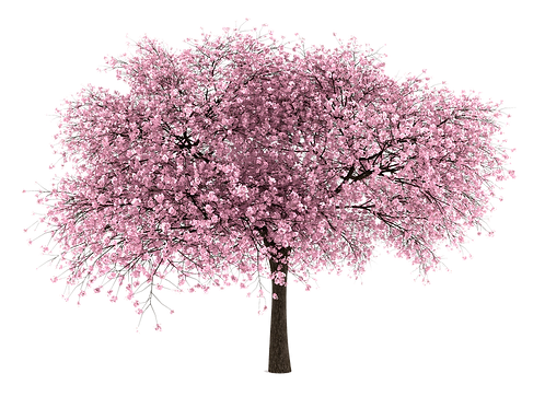 Kwanzan Cherry | kiwanistrees