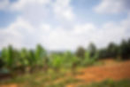 redsalt-uganda-landscape.jpg