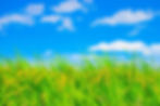 稲穂と青空