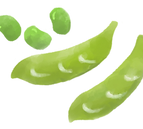 枝豆の水彩画