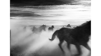 _MG_7788.jpg