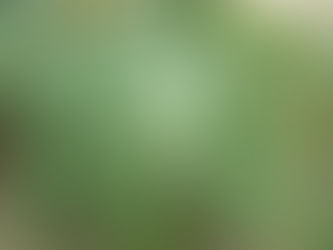 Ricino, una planta ideal para las cejas y las pestañas