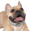الصورة المصغرة: Dog Collar