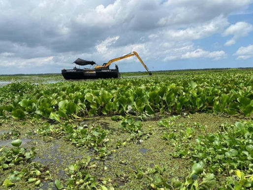 Corpamag avanza en pruebas piloto de remoción de Hydrilla en la Ciénaga Grande de Santa Marta.