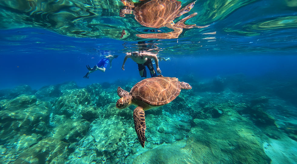 Wild sea turtle swimming alongside snorkeler in crystal clear waters Protaras Cyprus
