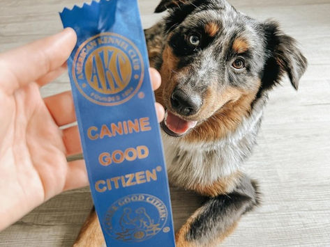 Is Your Dog a Good Citizen?                    “Canine Good Citizen” that is?