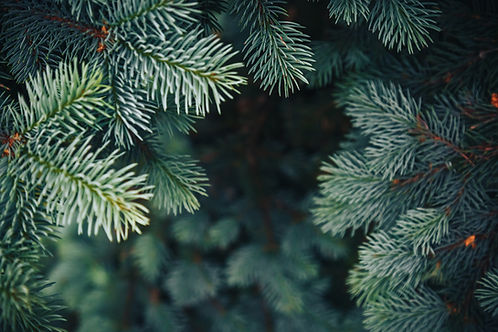 evergreen background.jpg