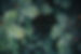 evergreen background.jpg