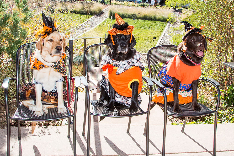 Therapy Dogs_Halloween_2017_Oct 21 2017_A Whicker-033