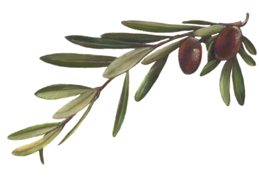 olive2.png
