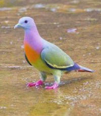 «DE PUNTILLAS» POR MELVIN ZAMORANO