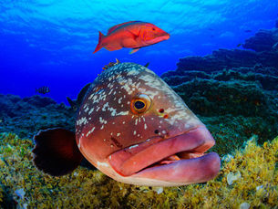 4º Open Fotosub Online Isla de El Hierro