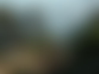 SE ALZAN CON EL TRIUNFO